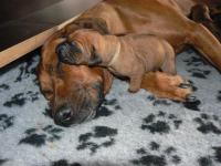rhodesian ridgeback Artemis Wandellmere a �t�n�
