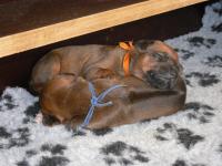 rhod�sk� ridgeback �t�n�