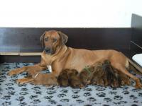 Artemis a jej� �t��ata