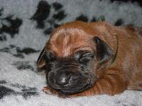 rhodesian ridgeback �t�n�