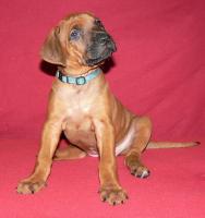 rhodesian ridgeback �t�n�