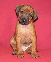 rhod�sk� ridgeback �t�n�