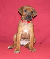 rhodesian ridgeback �t�n�