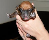 rhodesian ridgeback �t�n�