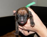 rhodesian ridgeback �t�n�