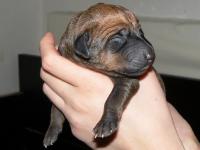 rhod�sk� ridgeback �t�n�