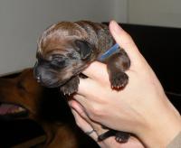 rhod�sk� ridgeback �t�n�