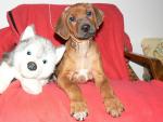rhodesian ridgeback �t�n�