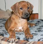rhodesian ridgeback �t�n�