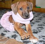 rhodesian ridgeback �t�n�