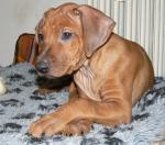 rhodesian ridgeback �t�n�