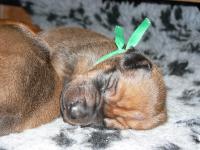 rhodesian ridgeback �t�n�