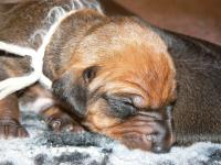 rhod�sk� ridgeback �t�n�