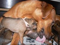 rhodesian ridgeback �t�n�