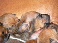 rhodesian ridgeback �t�n�