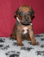 rhodesian ridgeback �t�n�