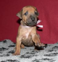 rhodesian ridgeback �t�n�