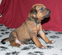 rhodesian ridgeback �t�n�
