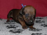 rhod�sk� ridgeback �t�n�