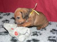 rhod�sk� ridgeback �t�n�