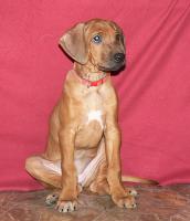 rhod�sk� ridgeback �t�n�