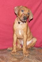 rhodesian ridgeback �t�n�