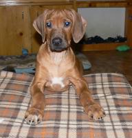 rhodesian ridgeback �t�n�