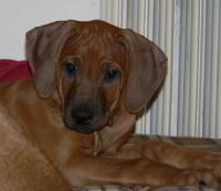 rhod�sk� ridgeback �t�n�