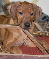 rhodesian ridgeback �t�n�