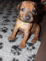 rhodesian ridgeback �t�n�