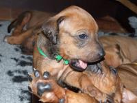 rhod�sk� ridgeback �t�n�