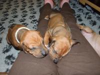 rhodesian ridgeback �t�n�