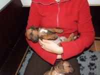 rhod�sk� ridgeback �t�n�