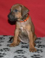 rhodesian ridgeback �t�n�