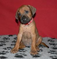 rhod�sk� ridgeback �t�n�