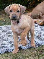 rhodesian ridgeback �t�n�