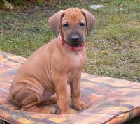 rhod�sk� ridgeback �t�n�