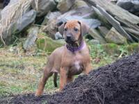 rhodesian ridgeback �t�n�