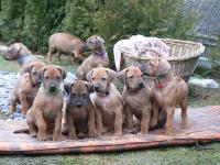 rhod�sk� ridgeback �t�n�