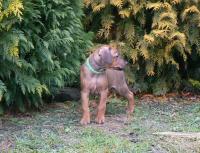 rhodesian ridgeback �t�n�