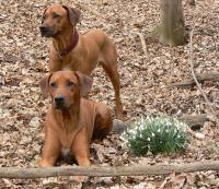 rhodesian ridgeback Basilissa Fontanesia a Artemis Wandellmere