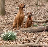 rhodesian ridgeback Barbara Barke a Enapay Mia