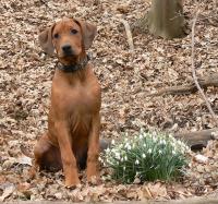 rhodesian ridgeback �t�n�