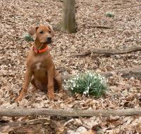 rhod�sk� ridgeback �t�n�