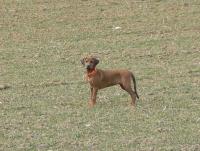 rhodesian ridgeback �t�n�