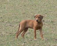 rhod�sk� ridgeback �t�n�