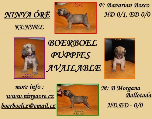 Boerboel