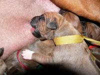 �t��ata - rhod�sk� ridgeback