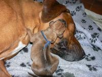 �t��ata - rhod�sk� ridgeback