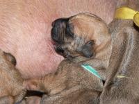 �t��ata - rhod�sk� ridgeback